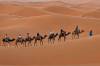 camel trekking in the Sahara at Erg Chebbi, Morocco